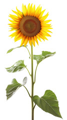 Large Sunflower With Green Leaves on Isolated on Transparent Background