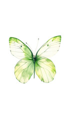 Green and White Butterfly on a Isolated on Transparent Background