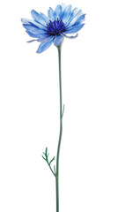 One Blue Flower on Isolated on Transparent Background