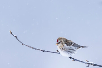 Common redpoll on a branch (Acanthis flammea)