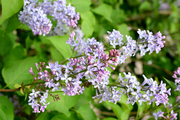 branches of lilac bush with green leaves close up