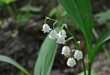 cluster of bells of lily of the valley copy space 