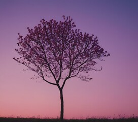 Fototapeta na wymiar Twilight bloom gradient from dusky rose to violet