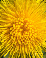 yellow flower background