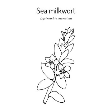 Sea milkwort (Lysimachia maritima), medicinal plant