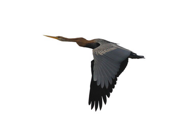 Oriental Darter flying isolated on transparent background png file