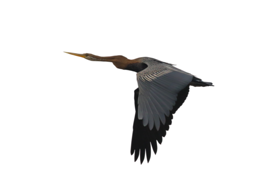 Oriental Darter flying isolated on transparent background png file