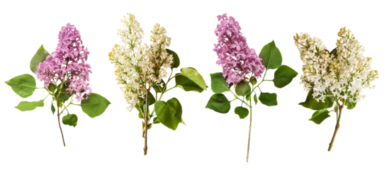Foto op Canvas Romantic set of white and purple lilac for valentine day and love illustration. Spring fowers on white background. Valentines Day. Lilac isolated on a transparent background. Flat lay, top view.   © Vlada