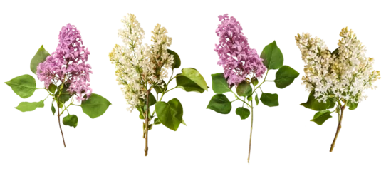 Fotobehang Lilac Romantic set of white and purple lilac for valentine day and love illustration. Spring fowers on white background. Valentines Day. Lilac isolated on a transparent background. Flat lay, top view.    © Vlada