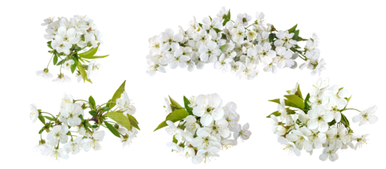 Romantic set of cherry blossom for valentine day and love illustration. Cherry blossom isolated on a transparent background, flat lay, top view.