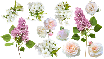 Romantic set of cherry blossom, roses and lilac for valentine day and love illustration. Cherry blossom, roses and lilac isolated on a transparent background, flat lay, top view.