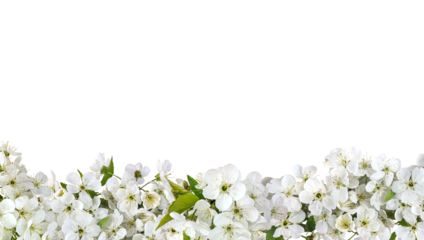 Romantic border of cherry blossom for valentine day and love illustration. Cherry blossom isolated on a transparent background, flat lay, top view.