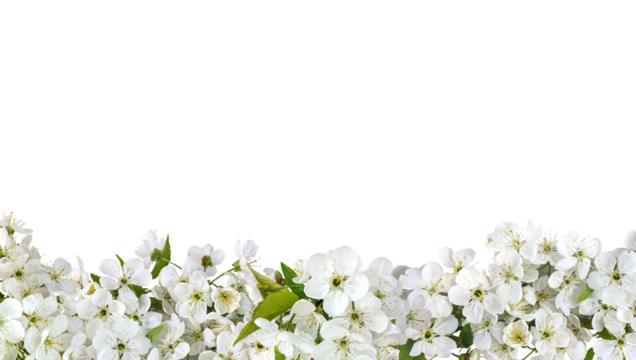 Romantic border of cherry blossom for valentine day and love illustration. Cherry blossom isolated on a transparent background, flat lay, top view.