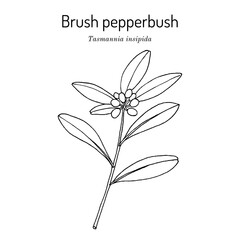 Brush pepperbush (Tasmannia insipida), edible and medicinal plant