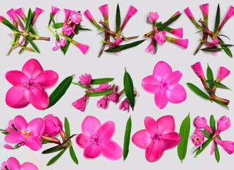 collection of beautiful pink wax flower twigs in different positions, isolated floral design element, top view