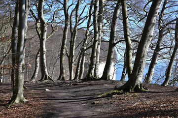 Jasmund National Park primeval forest at spring