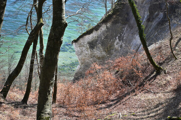 Jasmund National Park primeval forest at spring