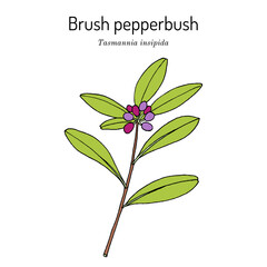 Fototapeta na wymiar Brush pepperbush (Tasmannia insipida), edible and medicinal plant