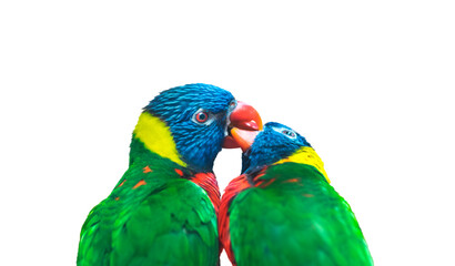 couple of parrots in love kissing
