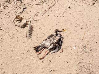 Dead oystercatcher, Haematopus ostralegus, on sand, Kwade Hoek, Zuid-Holland, Netherlands