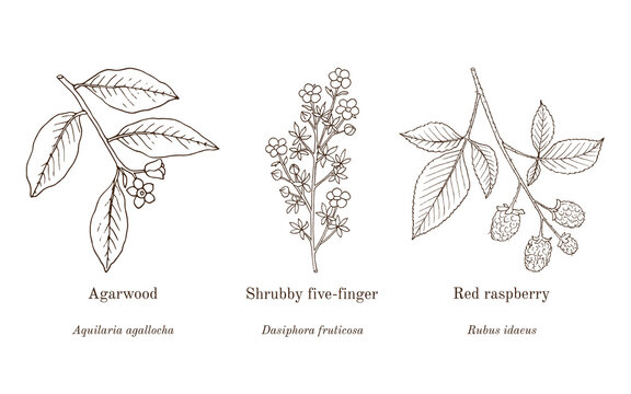 Collection of edible and medicinal plants