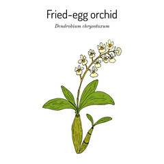 Golden-bow dendrobium, or fried-egg orchid (Dendrobium chrysotoxum), medicinal plant