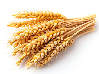 Wheat isolated on white background in minimalist style. 