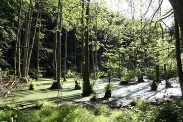 lush green forest grown in shallow water