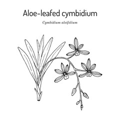 Aloe-leafed cymbidium (Cymbidium aloifolium), medicinal plant