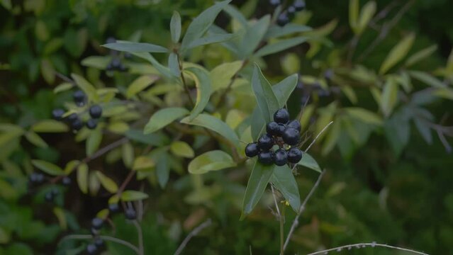 A branch of shrub wild Privet (Ligustrum vulgare) with black berries. Closeup.
