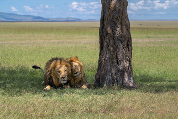 Two male lions hugging next to a tree in wide landscape