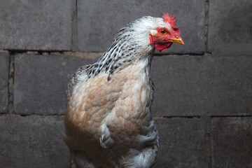 white chicken on the background of a brick wall