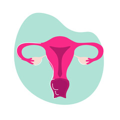 uterus