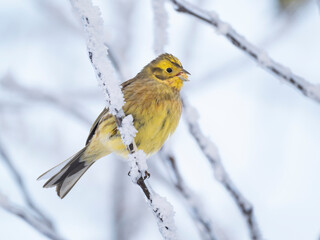 Goldammer (Emberiza citrinella) im Schnee