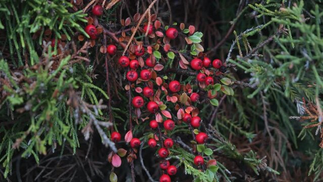 Red berries of ornamental shrub cotoneaster (cornelian, dogwood). Autumn. Close-up.