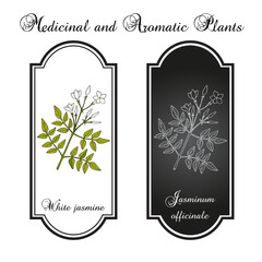 White jasmine, Jasminum officinale, medicinal plant
