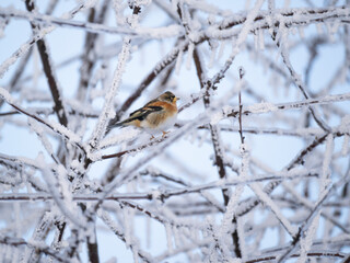 Bergfink (Fringilla montifringilla) im Schnee