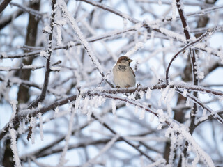 Haussperling (Passer domesticus)