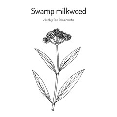 Swamp milkweed (Asclepias incarnata), medicinal plant
