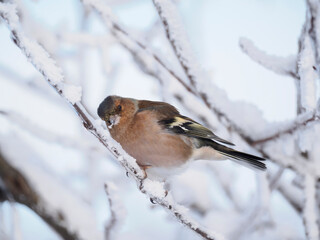 Buchfink (Fringilla coelebs)
