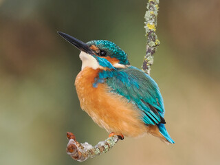Eisvogel (Alcedo atthis)