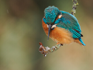Eisvogel (Alcedo atthis)