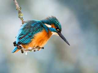 Eisvogel (Alcedo atthis)