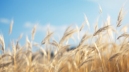 Close-up shot of reed grass with a blue sky backdrop. Nature's serene backdrop - obrazy, fototapety, plakaty