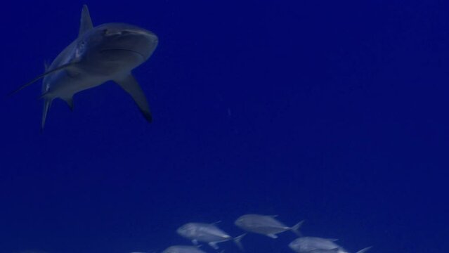 Attack of a Grey Shark trough a School of jackfish (trevally) over the Coral Reef in the Maldivian Archipelago in the Indian Ocean