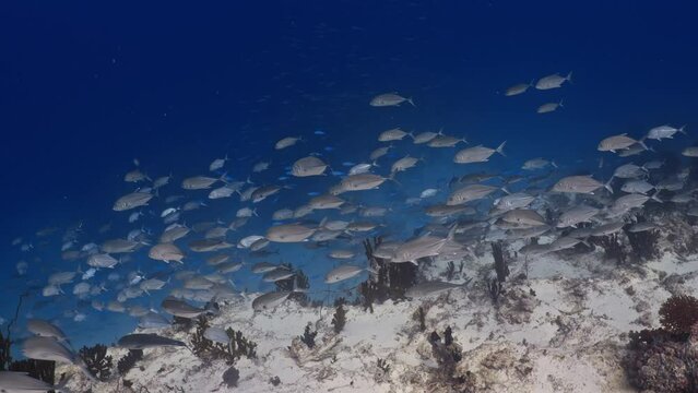 School of jackfish (trevally) over the Coral Reef in the Maldivian Archipelago in the Indian Ocean