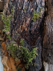lichen on tree