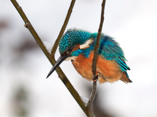 Eisvogel (Alcedo atthis)