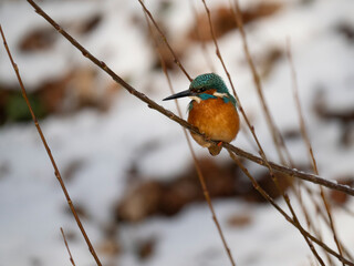 Eisvogel (Alcedo atthis)