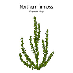 Northern firmoss or fir clubmoss (Huperzia selago), medicinal plant